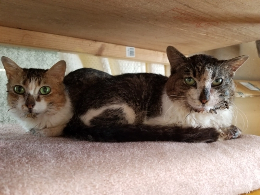 ★お口が痛い子たち。ミーナちゃんの様子。