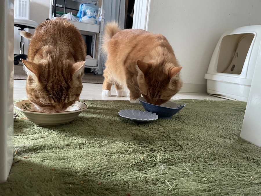 今日のあずきさん