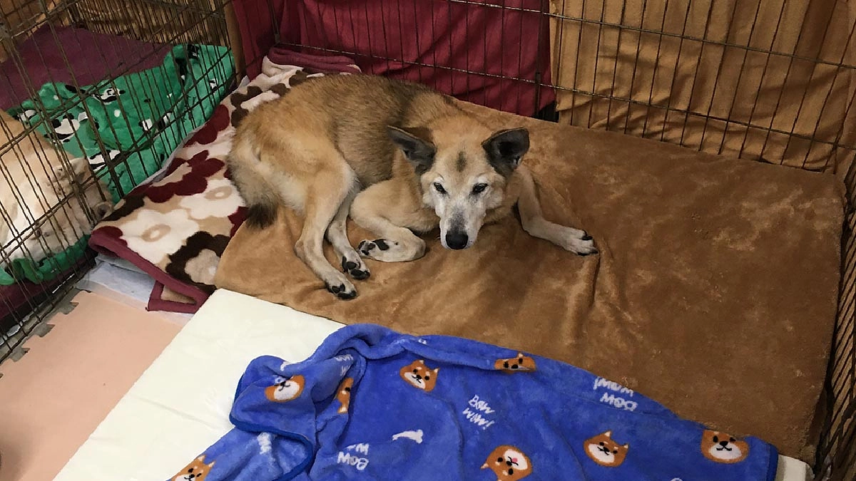 チェリーのお尻の被毛が抜けて大きなハゲができている！