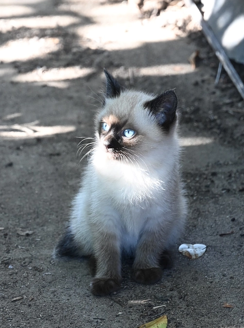 猫の日おめでとうございます ฅ^•ω•^ฅ 🍓