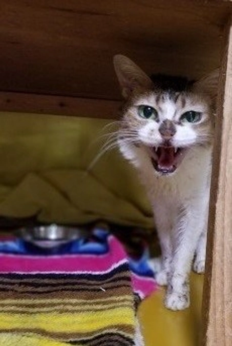 ★ ミーナちゃんがお星さまになりました