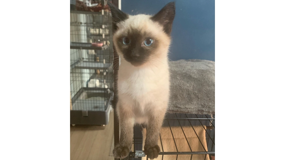 猫の保護活動従事者たちの助け合いについて