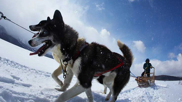 北海道の山の廃校に犬ぞりとカヌーによる地域活性の拠点を作る！