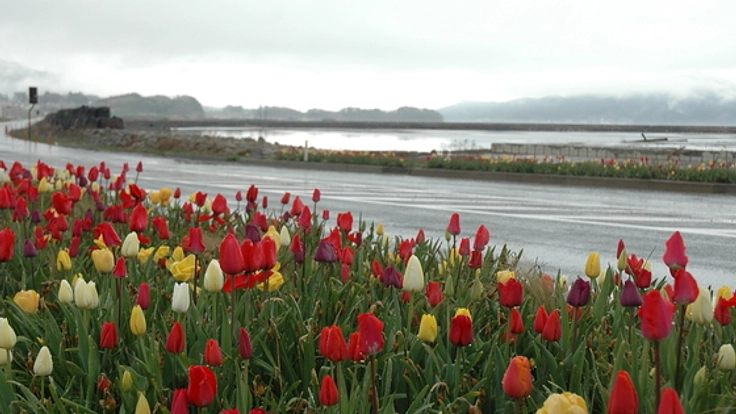 被災地大槌町に子どもたちと未来への希望をこめた花壇を作りたい