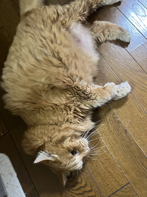 今度は膀胱炎？