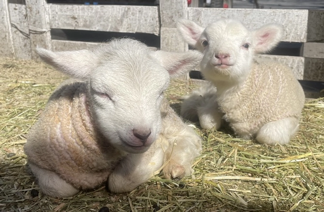 【命名権を追加いたします！】羊の赤ちゃん誕生のご報告！！