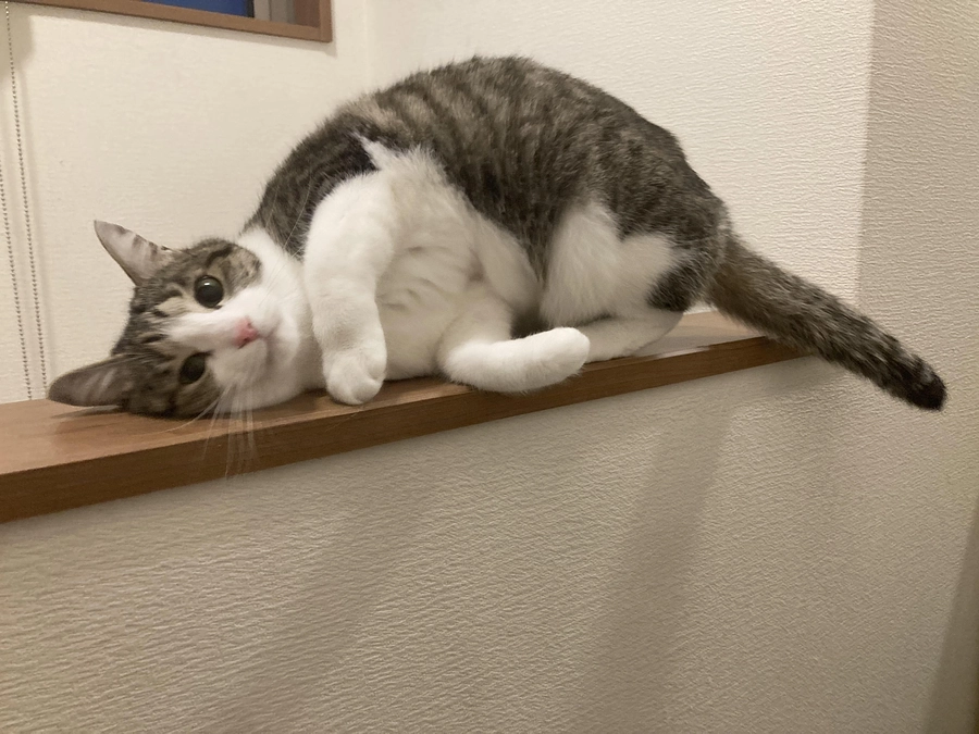 【投薬66日目】前回の診察以降、薬の併用について