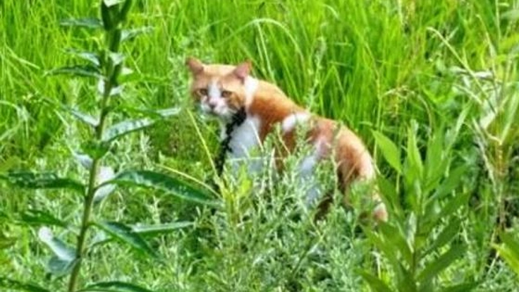 野良猫さん達の不妊手術専門病院を開設し、殺処分ゼロへ！