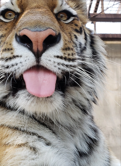 【＼緊急企画！／】アムールトラ「アズサ」へ誕生日プレゼントを！！