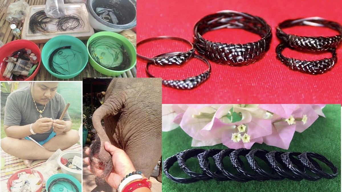 【🐘ゾウの尻尾の毛はタイの人も欲しがる貴重なお守り🍀】