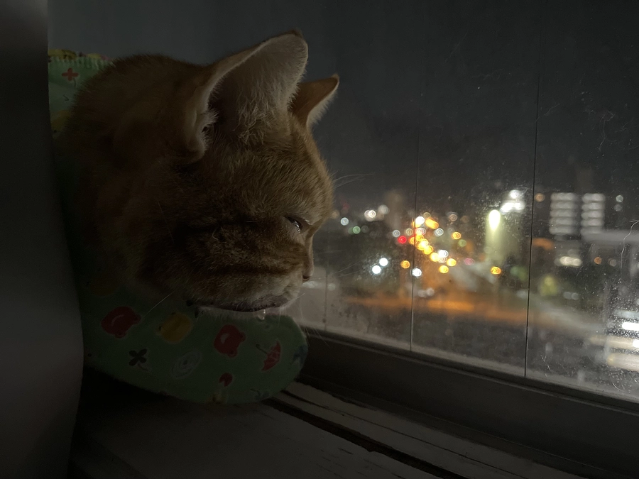 夜の景色を眺める