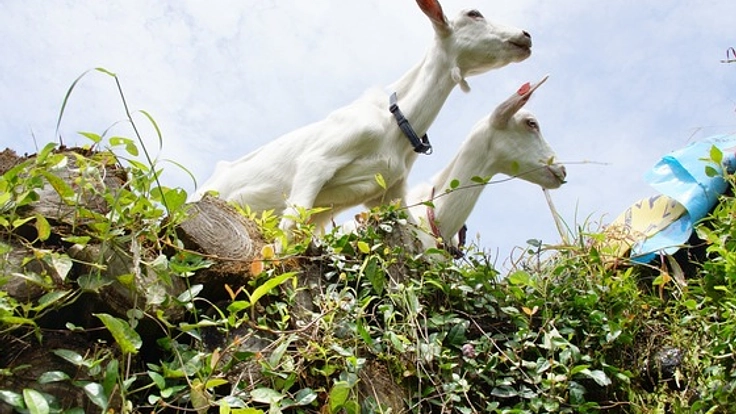 山羊による除草を福岡県黒木町で行い、地域に貢献したい!