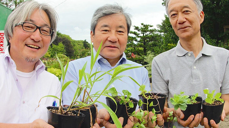 【第2弾始動】3.11で被災した宮城県の海浜植物を再生させたい!