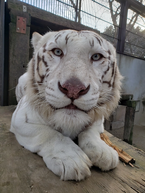 【＼緊急企画第３弾！／】ホワイトタイガーの「アース」へ誕生日プレゼントを！！