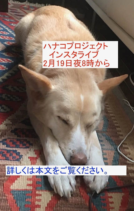 インスタライブ開催のお知らせ