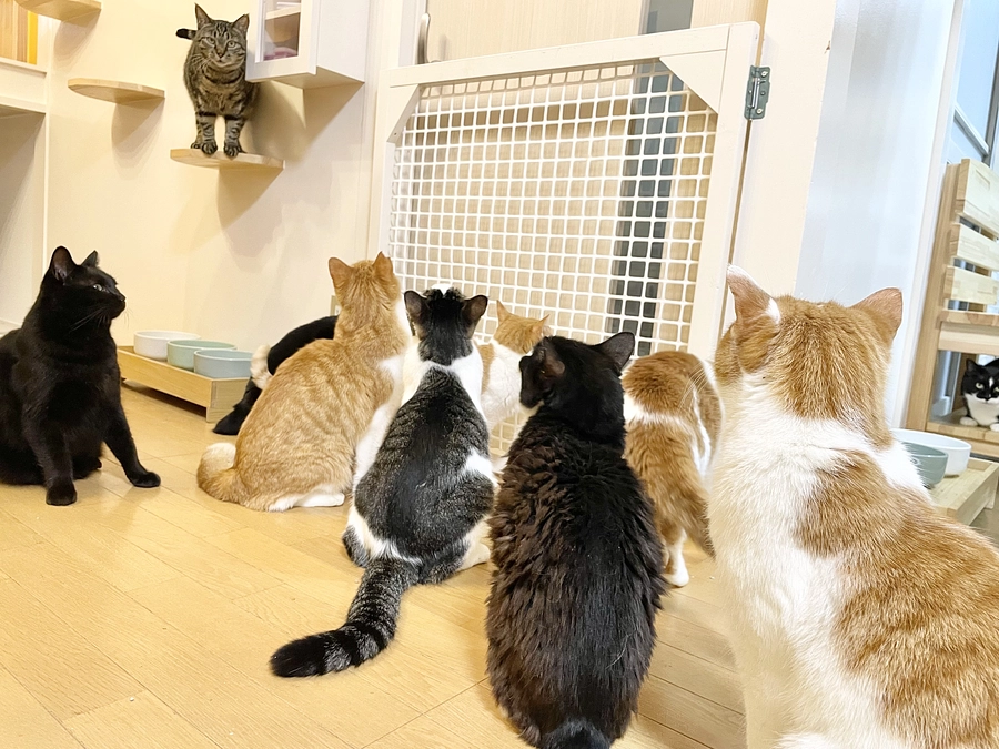 シェルター移設完了、ライブ配信のお知らせ