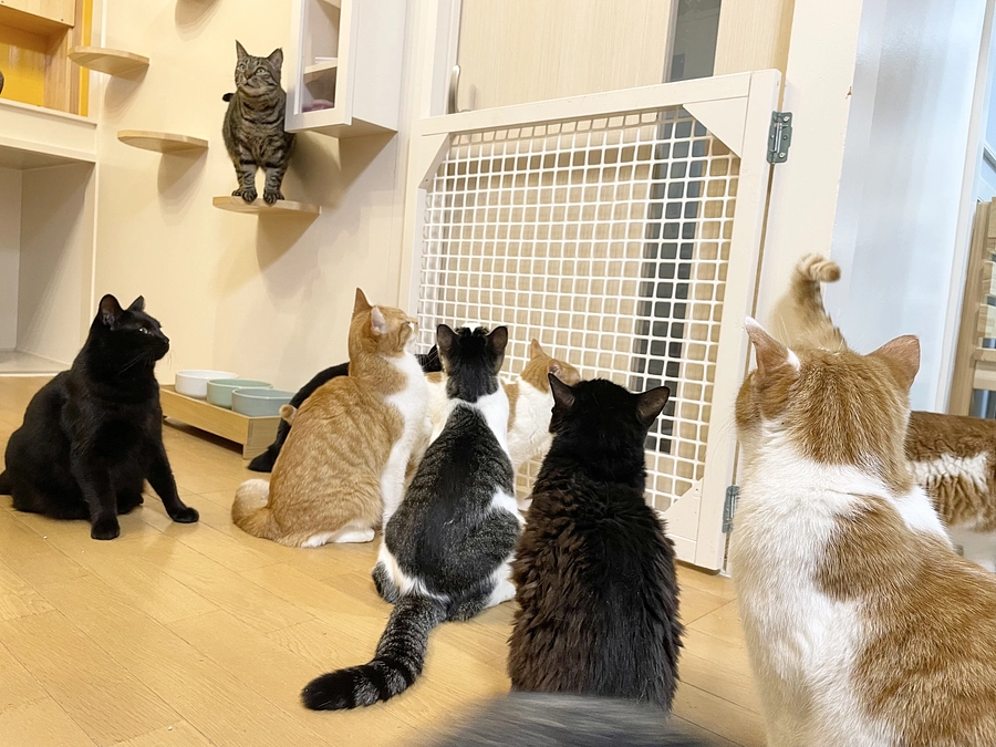 シェルター移設完了、ライブ配信のお知らせ