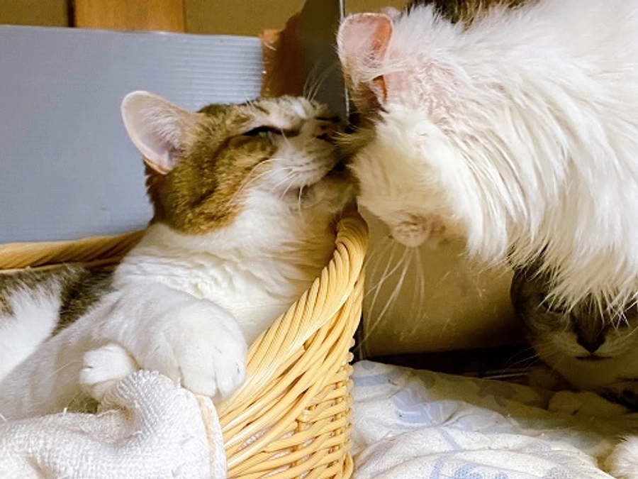 ★猫を守るのは『人』