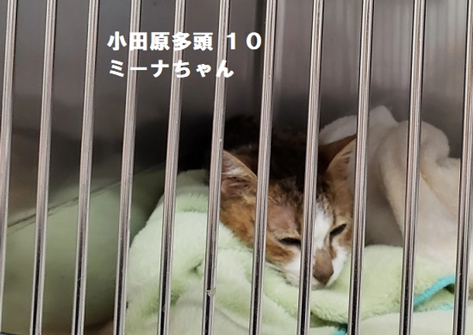 ★小田原多頭猫ミーナちゃん　低体温で緊急入院