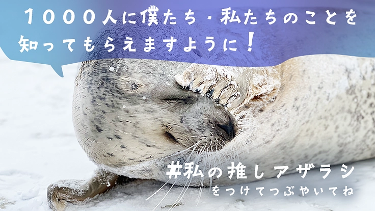可愛いから守りたいへ。皆さまと作るアザラシと保護活動を伝える写真集 5枚目