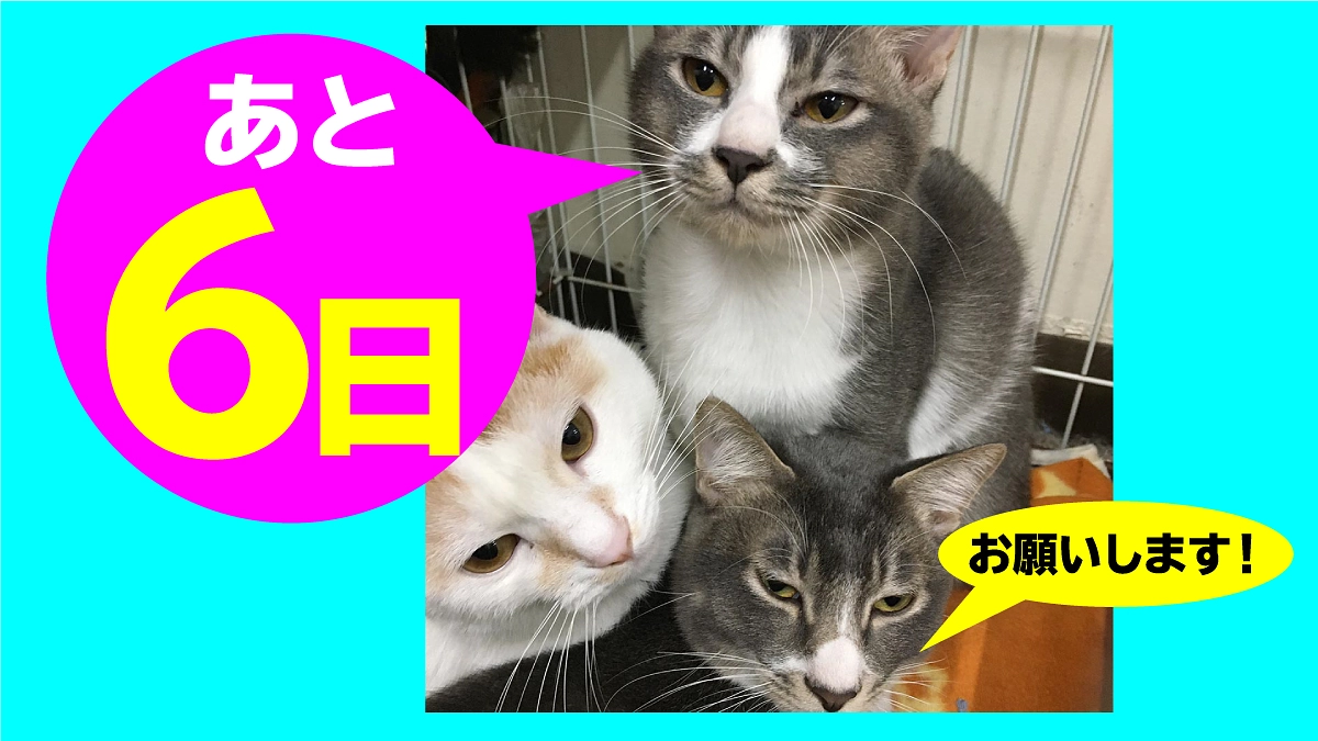 終了まで残り【6日】