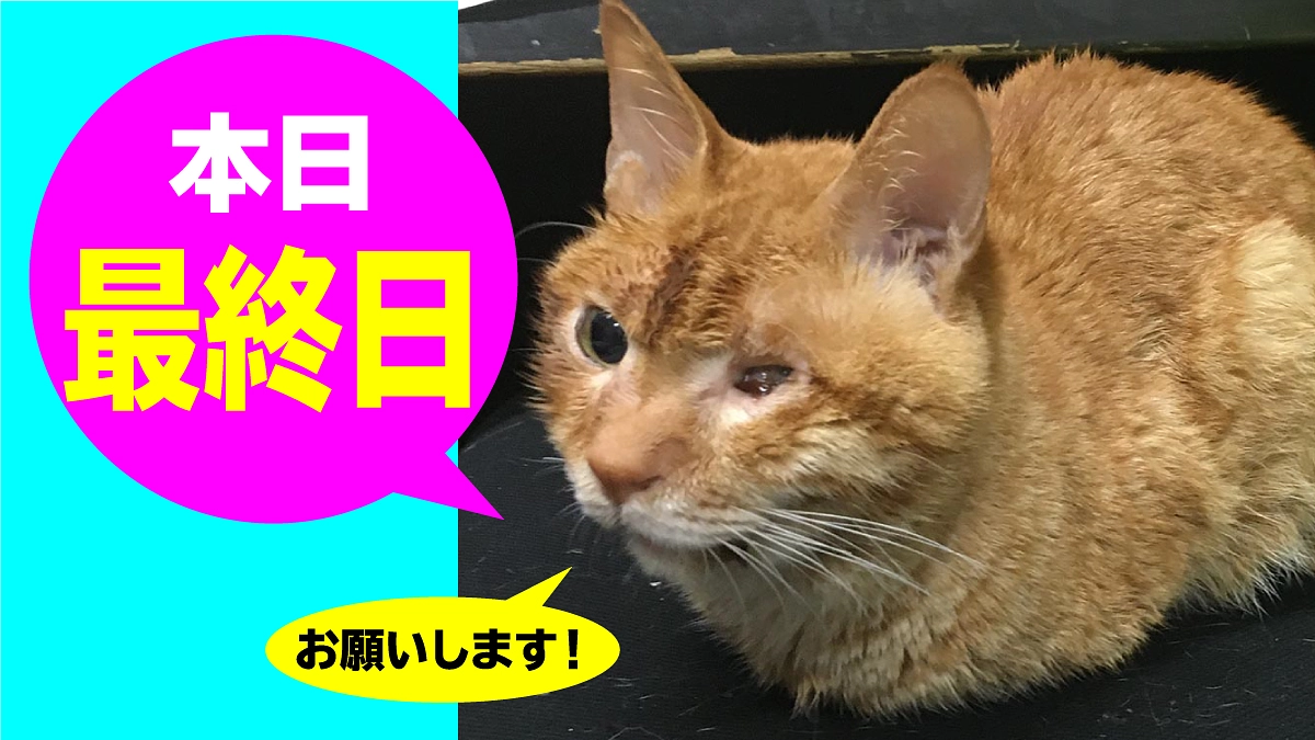 【本日最終日】