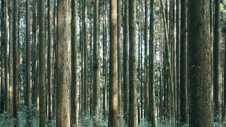 農地を活用し熊本県山都町のハーブティを作りたい！ 4枚目