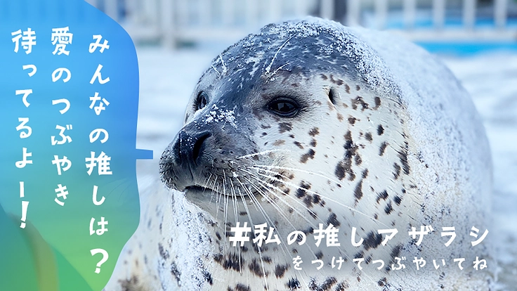 可愛いから守りたいへ。皆さまと作るアザラシと保護活動を伝える写真集 4枚目