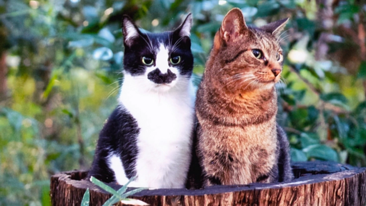 猫も人も癒されるメモリアルパーク（共同墓地）をつくりたい！