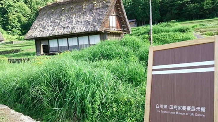 世界遺産白川郷で休耕田に桑を植えて、桑畑を再生させたい！