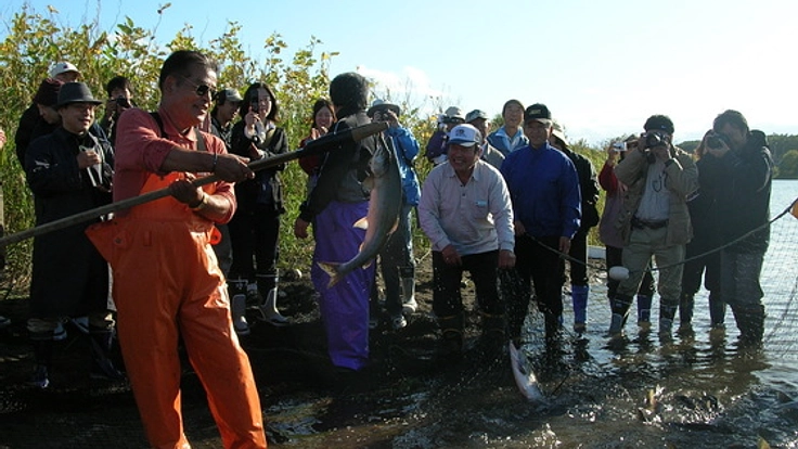 北海道紋別でアイヌとともに野生サケを守る調査をしたい！