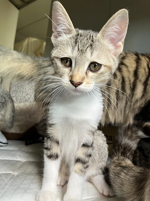 たんぽぽにトライアルのエントリー！