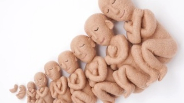 ママにお腹の中の我が子の成長を実寸大の人形で体験してほしい