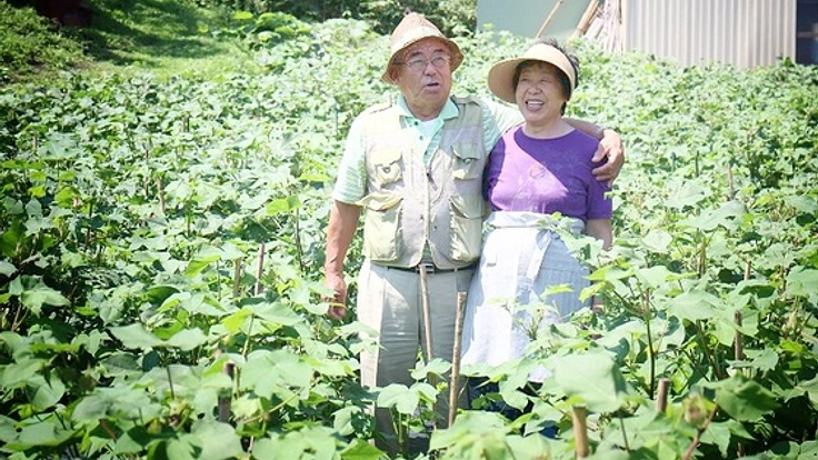 津波被害にあった農地・被災地耕作放棄地を綿畑にしたい！