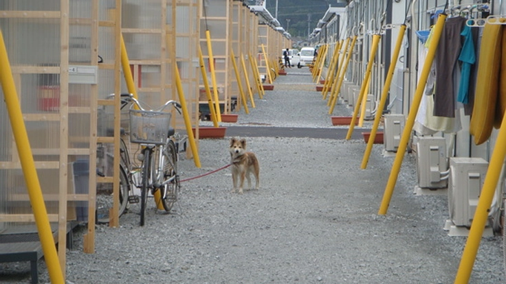 「気仙沼 Dog Place」被災地で頑張るペット達に交流の場を！