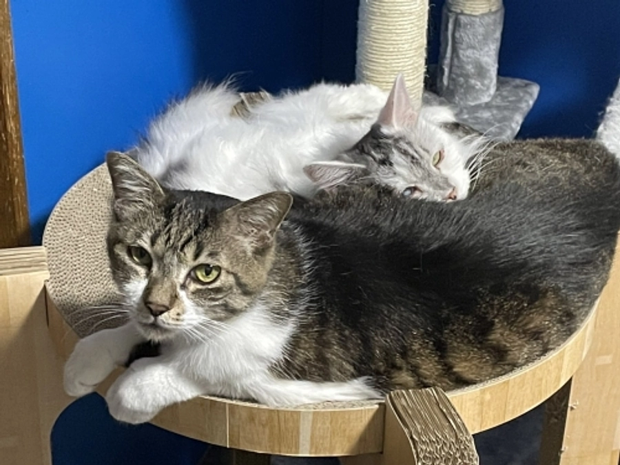 ★2022年10月新生銀行一般寄付収支　ありがとうございました。