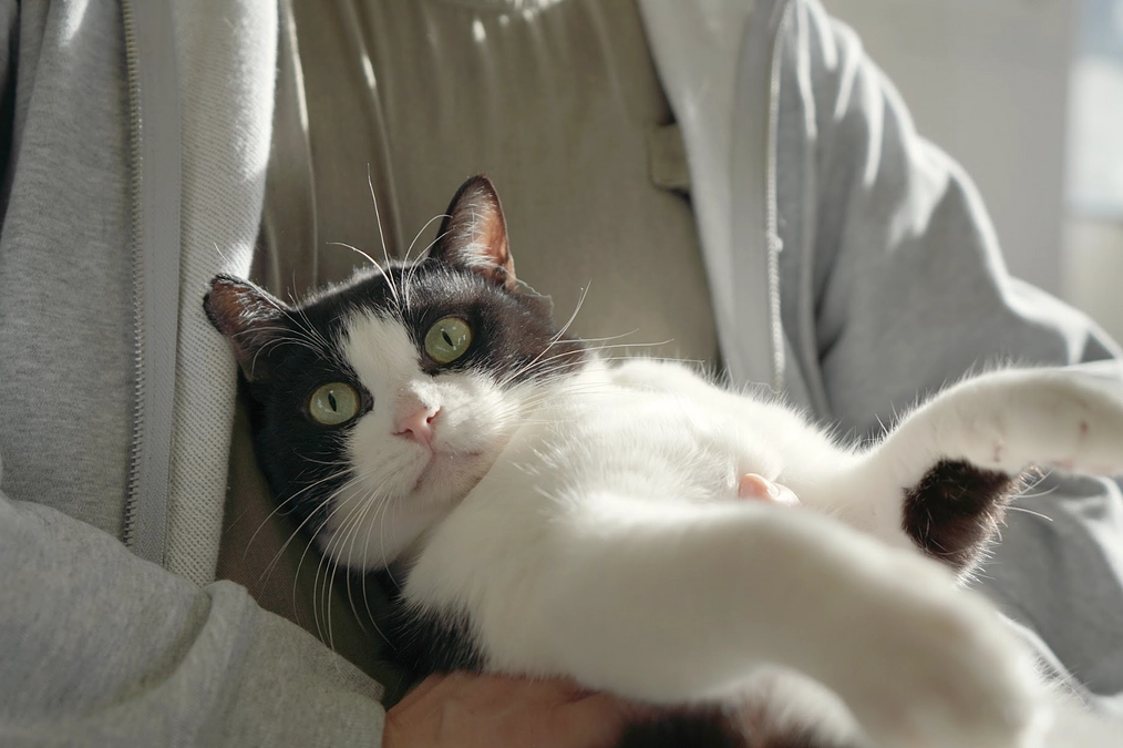 LOVE CAT, LOVE EARTH,さくらプロジェクト　3日目を迎えました！