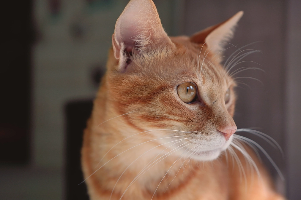 LOVE CAT, LOVE EARTH,さくらプロジェクト　7日目の結果は！？