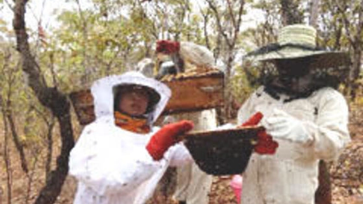 大洪水で壊滅したマラウイの養蜂場再建！巣箱を５０個製作したい