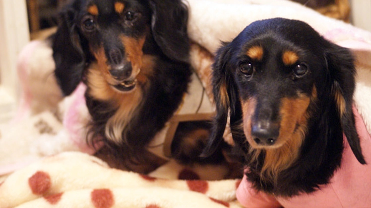 保健所から来た下顎の折れた捨て犬の治療をしてあげたい!