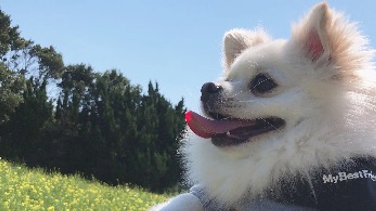 🆘残り39時間🆘