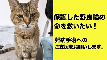 複数の病気を抱える保護猫に手術をし、穏やかな余生を過ごしてほしい。 のトップ画像