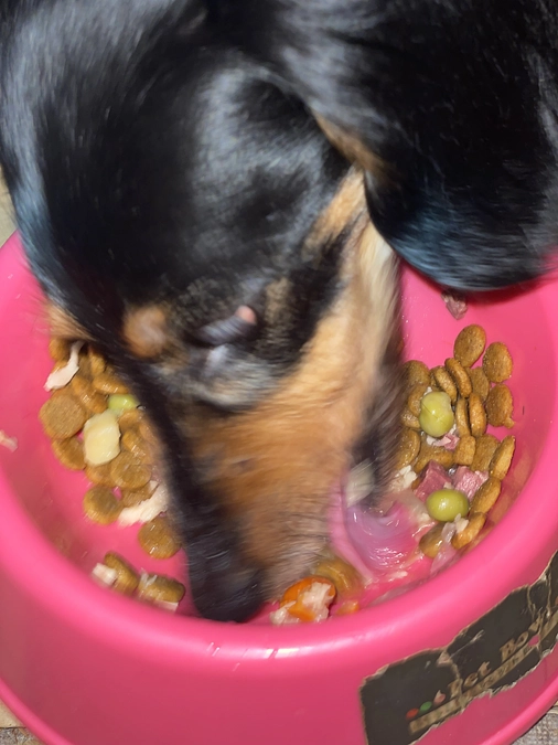 4月12日　ご飯食べるクゥ