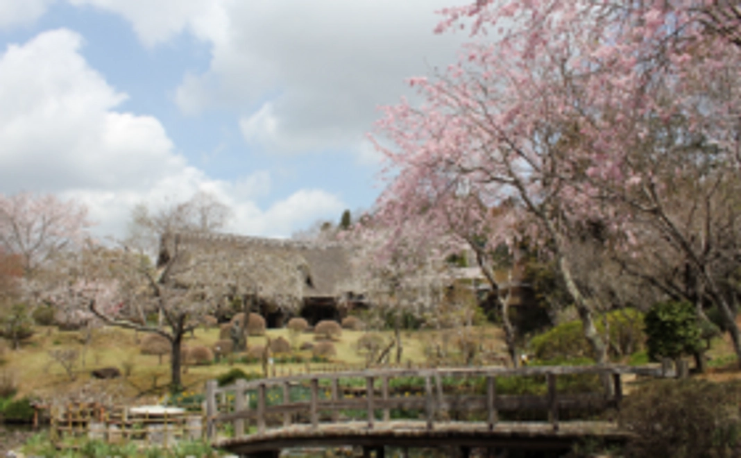 気軽に応援コース