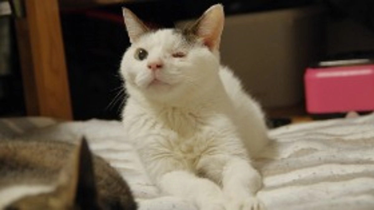 ネクストゴールを設定いたしました。