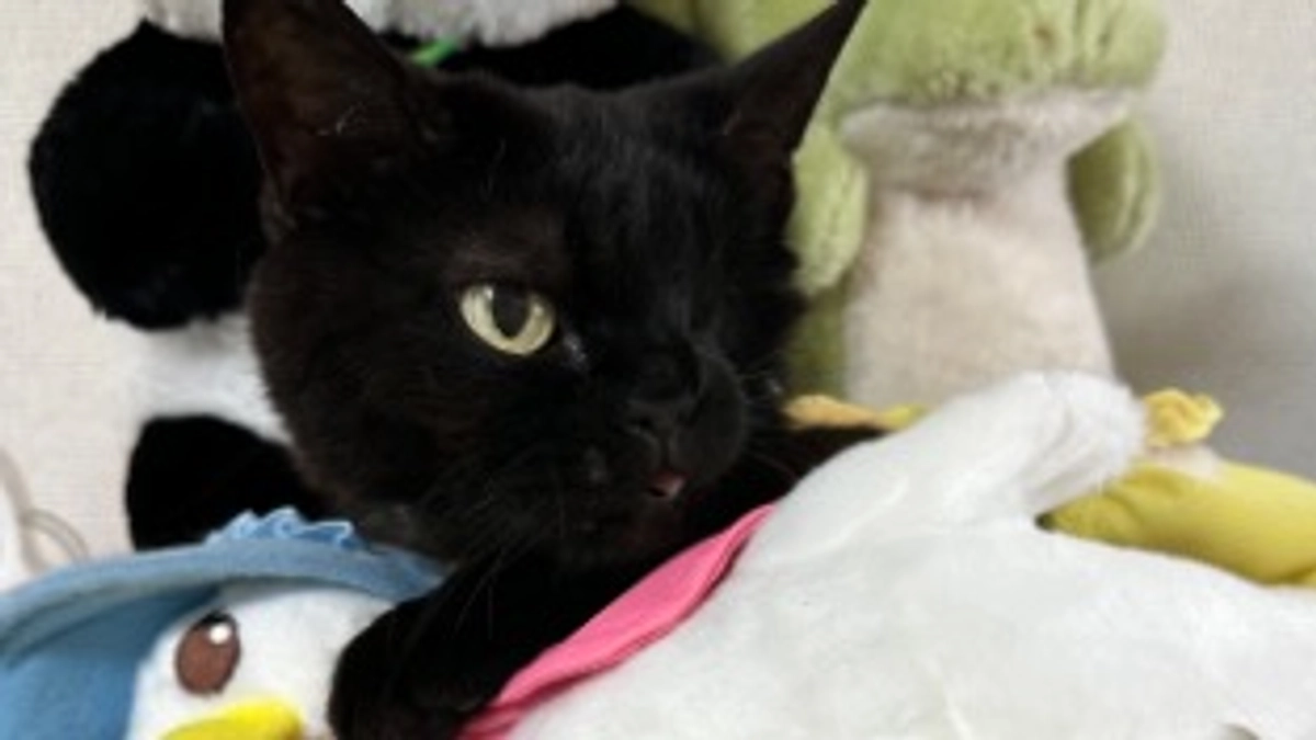 最終日です。本日23時まで‼️