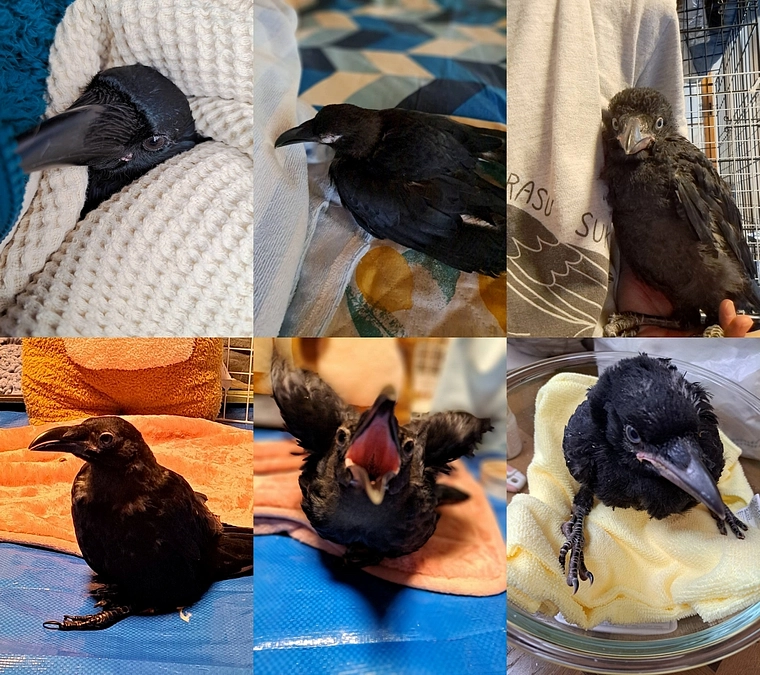 めいりんさんから応援メッセージをいただきました