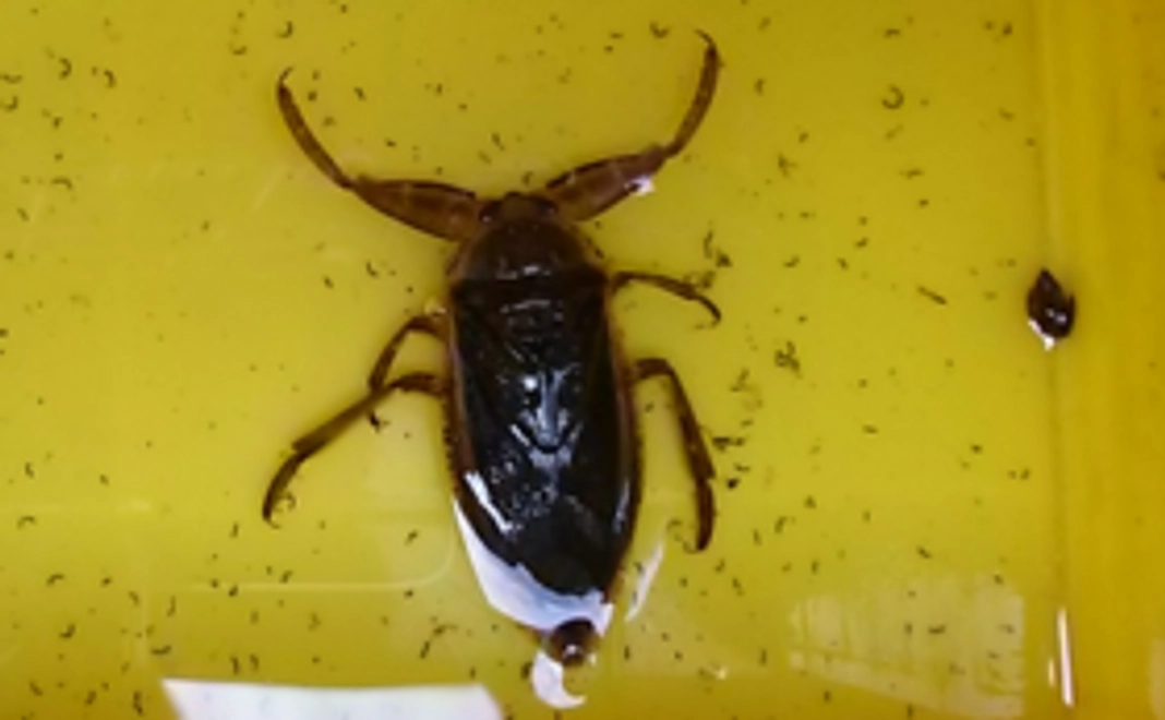 【超お得!】淡水魚・水生昆虫と、毎回入館無料券をプレゼント!