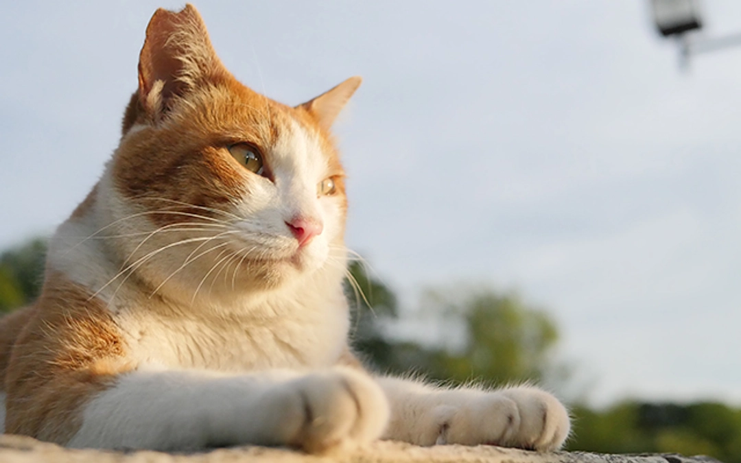 3月さくらねこ無料不妊手術実施予定数