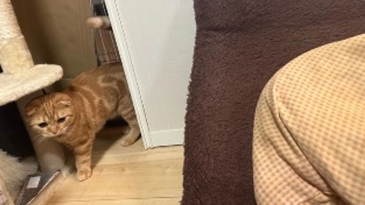 FIP経過観察29日目